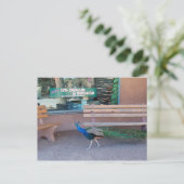 甘党の郵便はがきを持つ孔雀 ポストカード (スタンド正面)