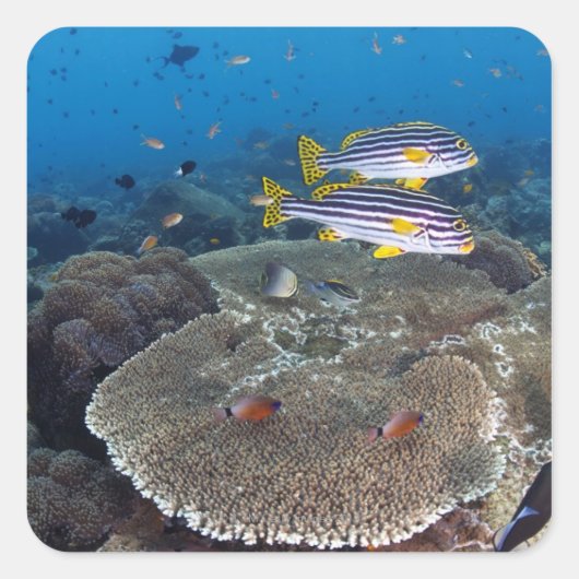 甘口魚 スクエアシール (正面)