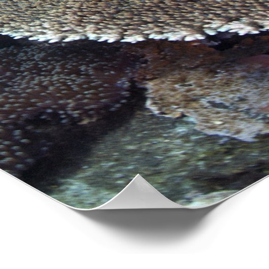 甘口魚 ポスター (角)