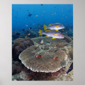 甘口魚 ポスター (正面)