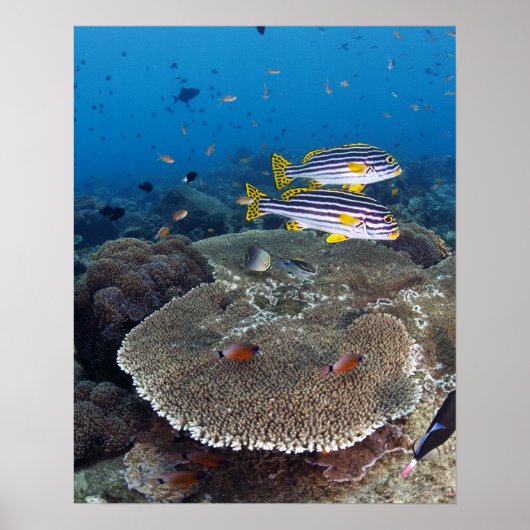 甘口魚 ポスター (正面)