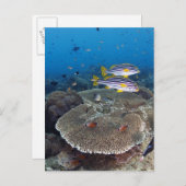 甘口魚 ポストカード (正面/裏面)