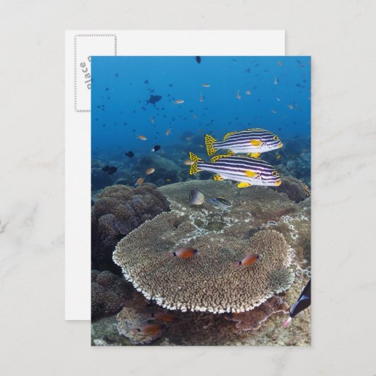 甘口魚 ポストカード (正面/裏面)