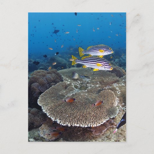 甘口魚 ポストカード (正面)