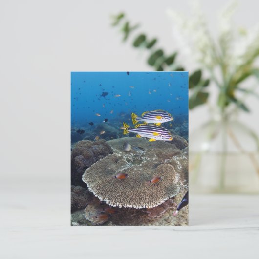 甘口魚 ポストカード (スタンド正面)