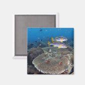 甘口魚 マグネット (正面/裏面)