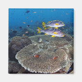 甘口魚 マグネット (正面)