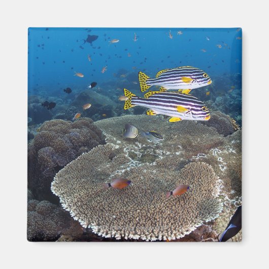 甘口魚 マグネット (正面)