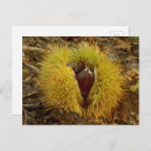 甘栗はがき ポストカード (正面/裏面)