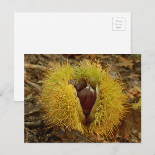 甘栗はがき ポストカード (正面/裏面)