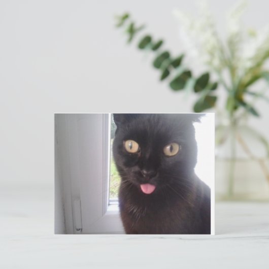 甘猫 ポストカード (スタンド正面)