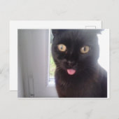 甘猫 ポストカード (正面/裏面)