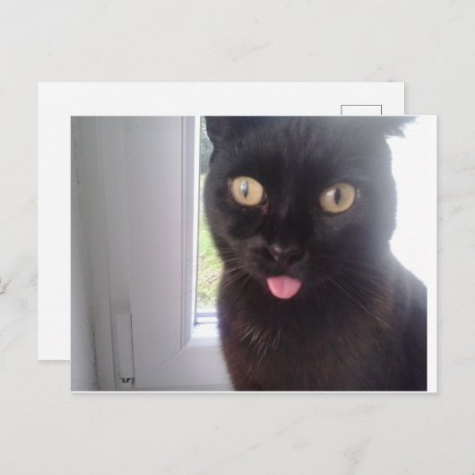 甘猫 ポストカード (正面/裏面)