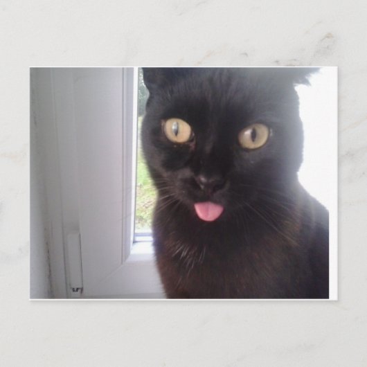 甘猫 ポストカード (正面)