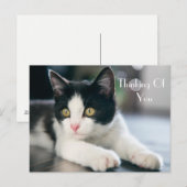 甘考えい「S Of You」 Tuxedo Kitten Greeting ポストカード (正面/裏面)