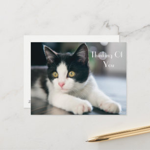 甘考えい「S Of You」 Tuxedo Kitten Greeting ポストカード