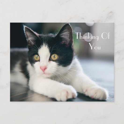 甘考えい「S Of You」 Tuxedo Kitten Greeting ポストカード (正面)