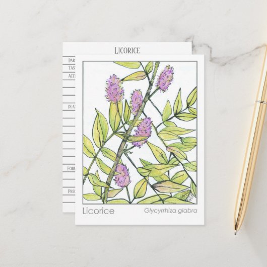 甘草ハーブマテリアメディカハーブ勉強カード ポストカード (正面/裏面インサイチュ)
