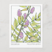 甘草ハーブマテリアメディカハーブ勉強カード ポストカード (正面)