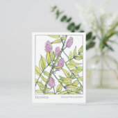 甘草ハーブマテリアメディカハーブ勉強カード ポストカード (スタンド正面)