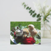 生おもしろいき鳥 ポストカード (スタンド正面)