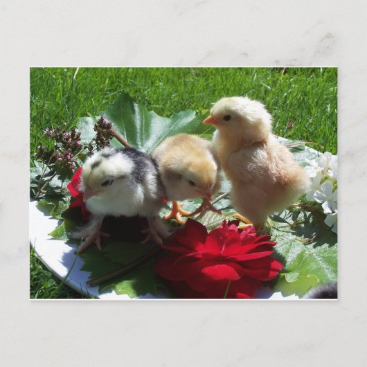 生おもしろいき鳥 ポストカード (正面)