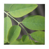 生かわいらし緑の夏の灰の木葉の タイル (正面)