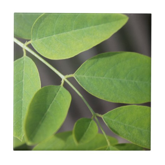 生かわいらし緑の夏の灰の木葉の タイル (正面)