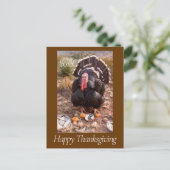 生きた七面鳥のペットの写真感謝祭はがき年 シーズンポストカード (スタンド正面)