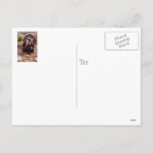 生きた七面鳥のペットの写真感謝祭はがき年 シーズンポストカード (裏面)