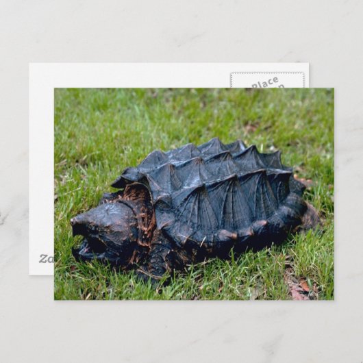 生きた先史時代の亀のはがき ポストカード (正面/裏面)