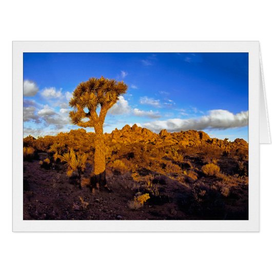 "生きている砂漠の日の出" (正面横)