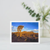 "生きている砂漠の日の出" ポストカード (スタンド正面)