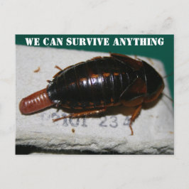生き延びAnythy, Okybriach with egg sac Postcard ポストカード