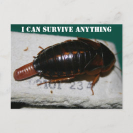 生き延びAnythy, Okybriach with egg sac Postcard ポストカード
