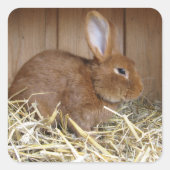 生の干し草のかわいい茶色のウサギ スクエアシール (正面)