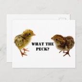 生まれたてのコトリニクスウズラとアメリカウズラの幼鳥 ポストカード (正面/裏面)