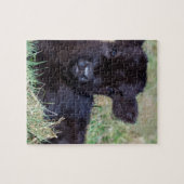 生まれたばかりので黒いスコットランドに高地居住者の子牛のあること ジグソーパズル (横)