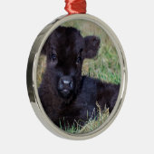 生まれたばかりので黒いスコットランドに高地居住者の子牛のあること メタルオーナメント (右)