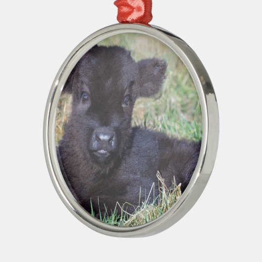 生まれたばかりので黒いスコットランドに高地居住者の子牛のあること メタルオーナメント (左)