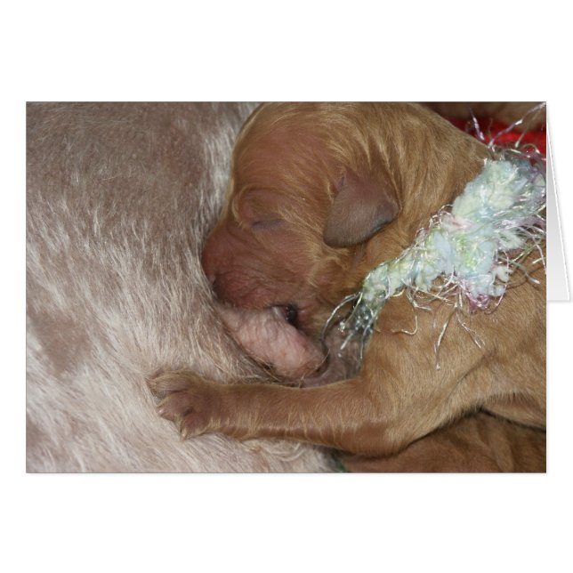 生まれたばかりのなシリーズ07 (正面横)