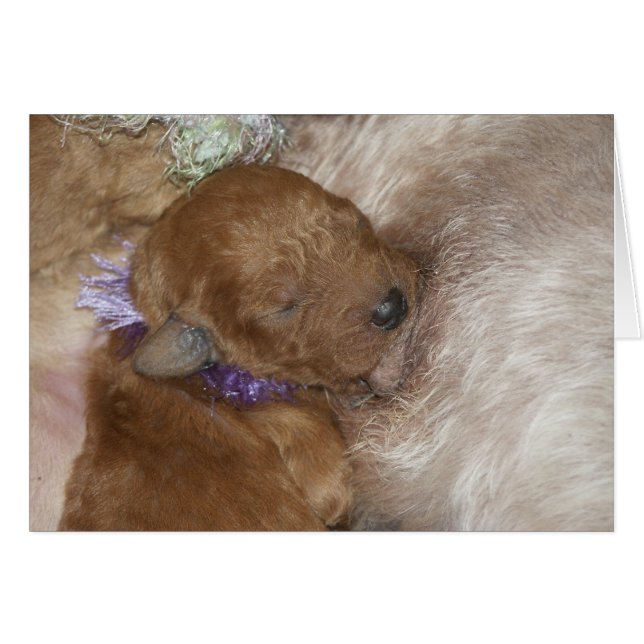 生まれたばかりのなシリーズ09 (正面横)