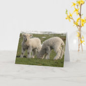 生まれたばかりのな子ヒツジ カード (黄色い花)