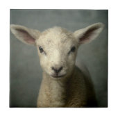 生まれたばかりのな子ヒツジ タイル (正面)