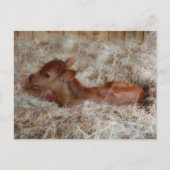 生まれたばかりのふくらはぎカスタム ポストカード (正面)