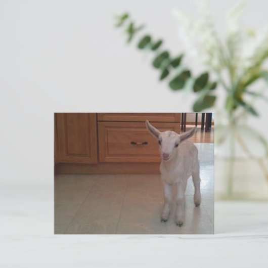 生まれたばかりのハガキ ポストカード (スタンド正面)