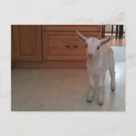 生まれたばかりのハガキ ポストカード