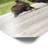 生まれたばかりのハゲワシ フォトプリント            (角)