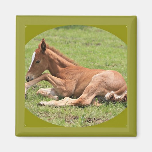 生まれたばかりの子馬 マグネット (正面)