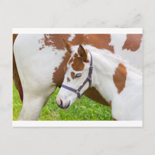 生まれたばかりの子馬 白茶色 馬と.JPG ポストカード